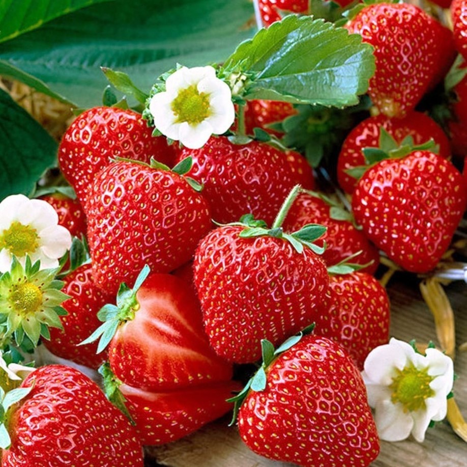 Земляника Сальса